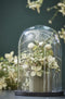 Mica Decorations Hella Glazen Stolp - H38 x Ø23 cm - Transparant, Zwart