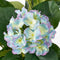 Mica Decorations Hortensia Kunstplant in Bloempot Stan - H40 x Ø35 cm - Paars
