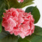 Mica Decorations Hortensia Kunstplant in Bloempot Stan - H40 x Ø35 cm - Roze