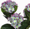 Mica Decorations Hortensia Kunstplant in Bloempot Stan - H40 x Ø35 cm - Paars