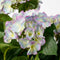Mica Decorations Hortensia Kunstplant in Bloempot Stan - H45 x Ø45 cm - Lichtpaars