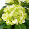 Mica Decorations Hortensia Kunstplant in Bloempot Stan - H45 x Ø45 cm - Groen