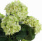 Mica Decorations Hortensia Kunstplant in Bloempot Stan - H45 x Ø45 cm - Groen