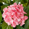 Mica Decorations Hortensia Kunstplant in Bloempot Stan - H45 x Ø45 cm - Roze