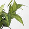 Mica Decorations Hosta Kunstplant in Bloempot Stan - H65 x Ø40 cm - Groen