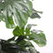 Mica Decorations Monstera Kunstplant - H100 x Ø75 cm - Groen