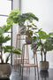 Mica Decorations Monstera Kunstplant - H100 x Ø75 cm - Groen