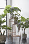 Mica Decorations Monstera Kunstplant - H165 x Ø85 cm