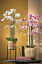 Mica Decorations Orchidee bloem kunstplant - parel wit - H97 x B19 cm