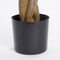 Mica Decorations Pachira Kunstplant - H150 x Ø65 cm - Groen