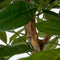 Mica Decorations Pachira Kunstplant - H60 x Ø60 cm - Groen