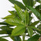 Mica Decorations Pachira Kunstplant - H80 x Ø60 cm - Groen