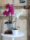 Mica Decorations Phalaenopsis Kunstplant in Bloempot Tusca - H60 x Ø16 cm - Wit
