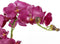 Mica Decorations Phalaenopsis Kunstplant in Bloempot Tusca - H66 x Ø38 cm - Paars