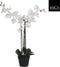 Mica Decorations Phalaenopsis Kunstplant - L75 x B51 x H79 cm - Wit