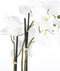 Mica Decorations Phalaenopsis Kunstplant - L75 x B51 x H79 cm - Wit
