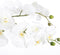 Mica Decorations Phalaenopsis Kunstplant - L75 x B51 x H79 cm - Wit