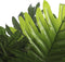 Mica Decorations Philodendron Kunstplant - H60 x Ø80 cm - Groen