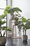 Mica Decorations Philodendron Kunstplant in pot- H100 x Ø70 cm - Groen