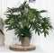 Mica Decorations Philodendron Selloum Kunstplant in Bloempot - H50 x Ø60 cm - Groen