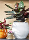 Mica Decorations Plantenpot/bloempot - keramiek - okergeel glans/spotted- D16/H14 cm