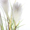 Mica Decorations Pluimgras Foxtail Kunstplant - H81 x Ø45 cm - Wit