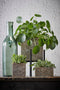 Mica Decorations Rioja Fles Vaas - H50 x Ø15 cm - Gerecycled Glas - Groen