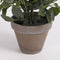 Mica Decorations Rosebush Artificial Plant in Pot - H33 x Ø25 cm - White