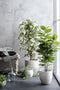 Mica Decorations Rubberplant Kunstplant - H120 x Ø60 cm - Groen