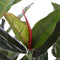 Mica Decorations Rubberplant Kunstplant - H120 x Ø60 cm - Groen