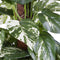 Mica Decorations Scindapsus Kunstplant - H110 x Ø45 cm - Groen