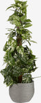 Mica Decorations Scindapsus Kunstplant - H110 x Ø45 cm - Groen