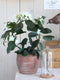 Mica Decorations Stephanotis Kunstplant in Bloempot Stan - H50 x Ø40 cm - Wit