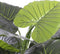 Mica Decorations Taro Kunstplant - H90 x Ø60 cm - Groen