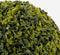 Mica Decorations Theeplant Bol Kunstplant voor Buiten - Ø27 cm - Groen