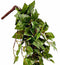 Mica Decorations Tradescantia Kunst Hangplant - L15 x B30 x H80 cm - Groen
