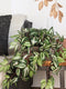 Mica Decorations Tradescantia Kunst Hangplant - L15 x B30 x H80 cm - Groen