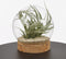 Mica Decorations Vaas Jillian bol glas transparant met onderzetter - H 21 x Ø 20 cm