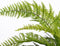 Mica Decorations Varen Kunstplant in Bloempot Stan - H38 x Ø50 cm - Groen