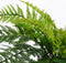 Mica Decorations Varen Kunstplant in Bloempot Stan - H38 x Ø50 cm - Groen