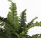 Mica Decorations Varen Kunstplant in Bloempot Stan - H40 x Ø70 cm - Groen