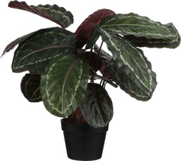 Mica – Kunstplant Calathea roseopicta (h70x40cm)