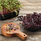 Microgreens (Babyleaf & Microleaf) Pakket - 12 Soorten - Kiemzaden - Tuinkerszaadjes - Moestuinzaden - Sla Zaden - Radijs Zaden - Boerenkool Zaden - Microgreens Zaden - Organifer