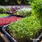 Microgreens (Babyleaf & Microleaf) Pakket - 12 Soorten - Kiemzaden - Tuinkerszaadjes - Moestuinzaden - Sla Zaden - Radijs Zaden - Boerenkool Zaden - Microgreens Zaden - Organifer