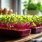 Microgreens (Babyleaf & Microleaf) Pakket - 12 Soorten - Kiemzaden - Tuinkerszaadjes - Moestuinzaden - Sla Zaden - Radijs Zaden - Boerenkool Zaden - Microgreens Zaden - Organifer