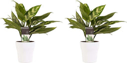 Decorum Duo 2 x Aglaonema Maria met Anna white – ↨ 25cm – ⌀ 12cm
