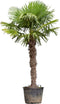 Chinese waaierpalm - Trachycarpus Fortunei 170 cm stamhoogte