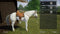 Mijn leven: Dierenarts - Switch
