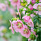 Plant in a Box - Anisodontea capensis - Kaaps Kaasjeskruid – Kaapse Malve - Set van 3 - roze/paars – bloeiende tuinplant – ⌀9 cm – hoogte 25-40 cm