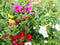 Million bells petunia 10 potjes per tray kleur mix